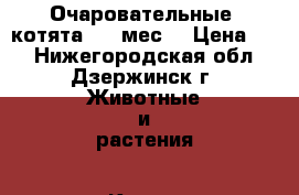 Очаровательные  котята 1,5 мес. › Цена ­ 1 - Нижегородская обл., Дзержинск г. Животные и растения » Кошки   . Нижегородская обл.